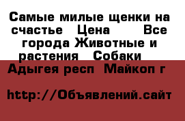 Самые милые щенки на счастье › Цена ­ 1 - Все города Животные и растения » Собаки   . Адыгея респ.,Майкоп г.